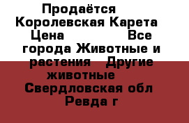 Продаётся!     Королевская Карета › Цена ­ 300 000 - Все города Животные и растения » Другие животные   . Свердловская обл.,Ревда г.